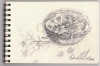 Sketches - Quick Study Sketch For - Still Life With Grapes - Graphite Pencil